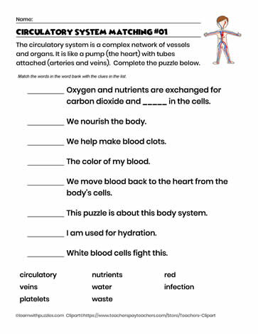 Circulatory System Matching #01