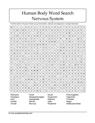 Nervous System Puzzle